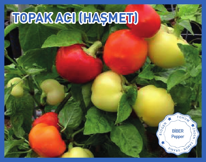 TOPAK ACI BİBER (HAŞMET)