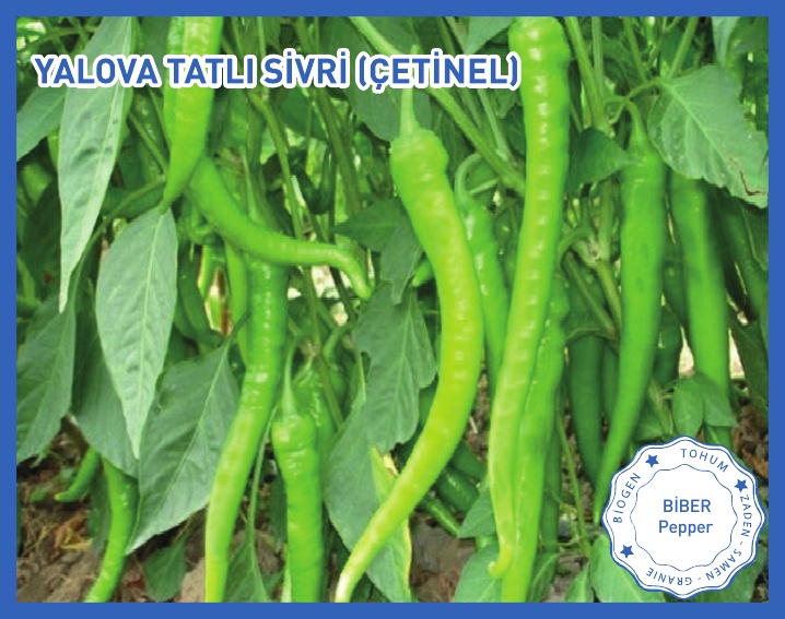 ÇETİNEL 150 (YALOVA TATLI SİVRİ)