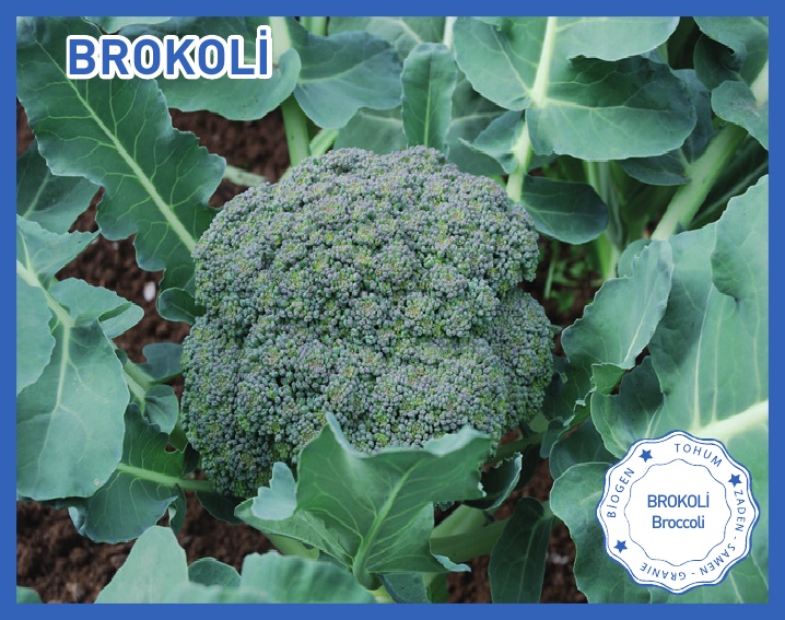 BROKOLİ