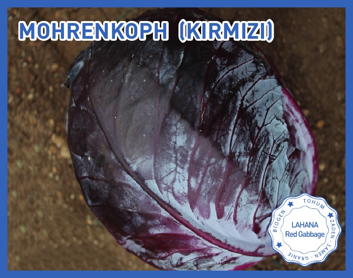KIRMIZI LAHANA (MOHRENKOPH)