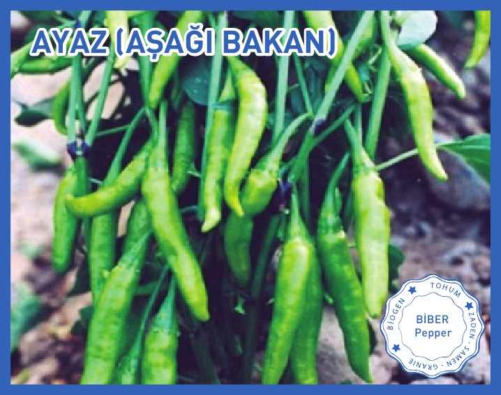 AYAZ (AŞAĞI BAKAN)