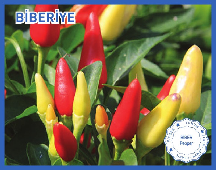 BİBERİYE (YUKARI BAKAN)