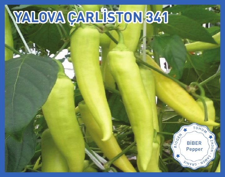 YALOVA ÇARLİSTON 341