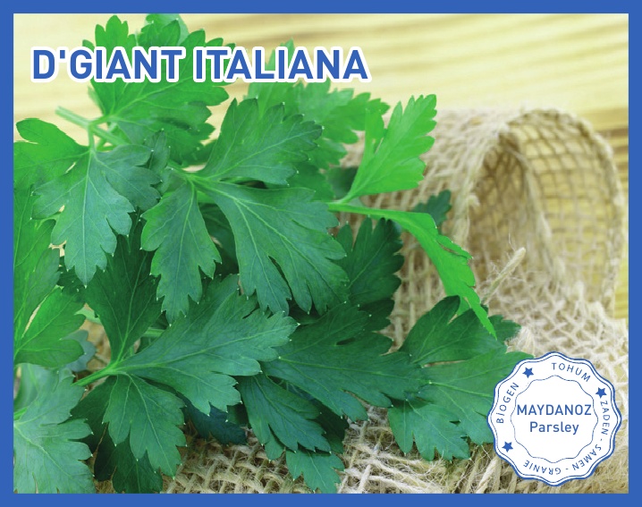 D'GIANT ITALIANA