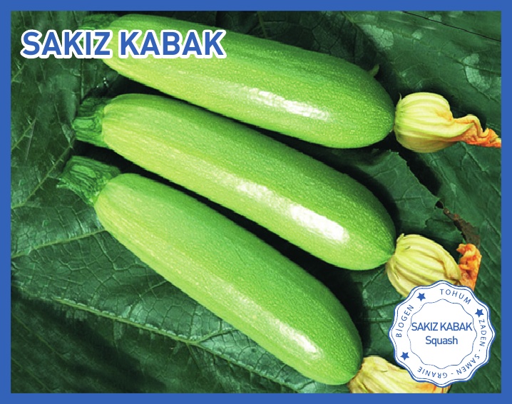 SAKIZ KABAK