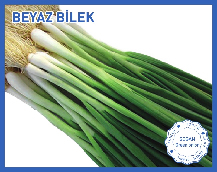 YEŞİL SOĞAN (BEYAZ BİLEK)