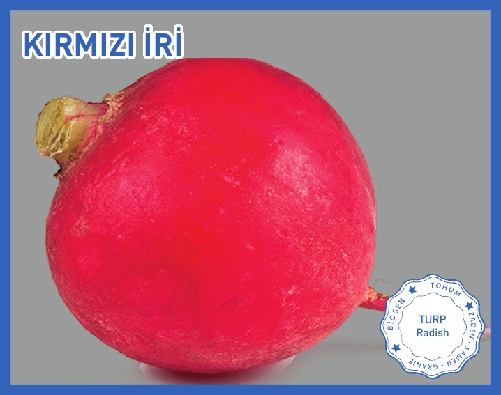 İRİ KIRMIZI TURP